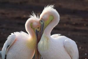 lover-birds