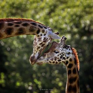 GiraffeCouple